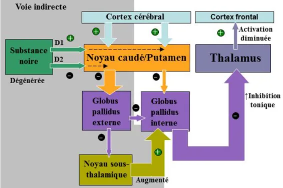 Figure 2. Dysfonctionnement de la voie directe et indirecte des ganglions de la base  dans la maladie de Parkinson (MP)