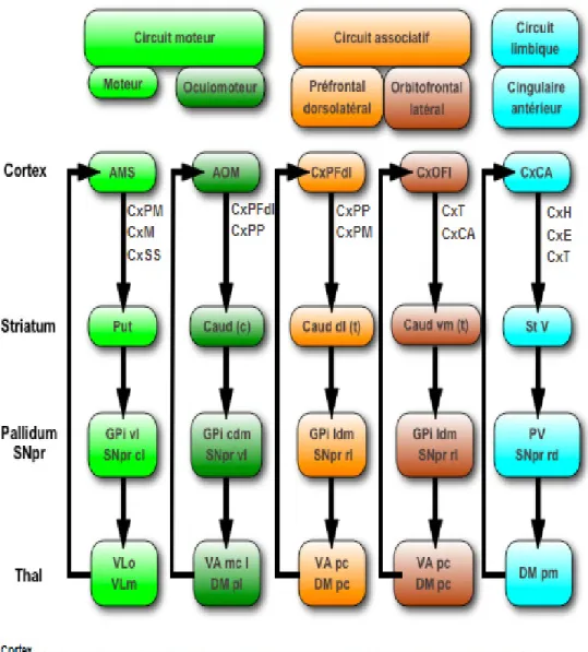 Figure 3. Les cinq circuits fronto-striataux (moteur, oculomoteur, préfrontal  dorsolatéral, orbitofrontal latéral et cingulaire antérieur) des ganglions de la base