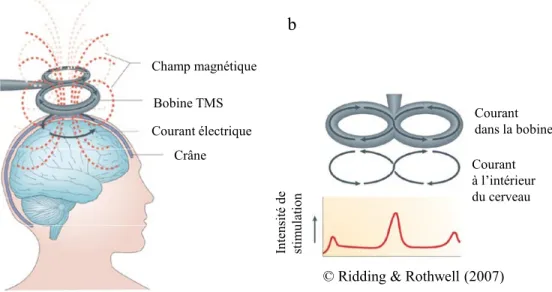 Figure 6. Mécanisme de base de la Stimulation Magnétique Transcrânienne. Le  courant électrique (flèches noires) dans la bobine produit un champ magnétique transitoire  (ligne rouge pointillé) (a), dont l’intensité est maximale à l’intersection des deux an