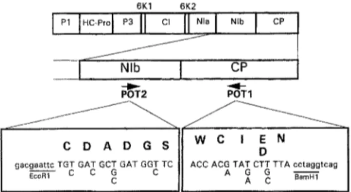 Fig. 1.  Amino acid and nucleotidesequence ofthedegenerate primers POT1  a n d P O T 2 a n d   their  localization  in  the  potyvirus  genome