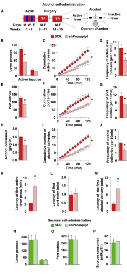 Figure 6. Prosapip1 in the NAc Drives Alcohol Self-Administration and Seeking