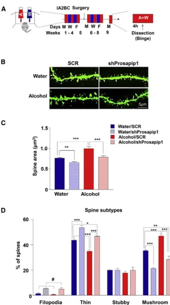 Figure 4. Prosapip1 in the NAc Contributes to Dendritic Spine Morphology and Alterations of Spine Structure by Alcohol Are  Medi-ated by Prosapip1