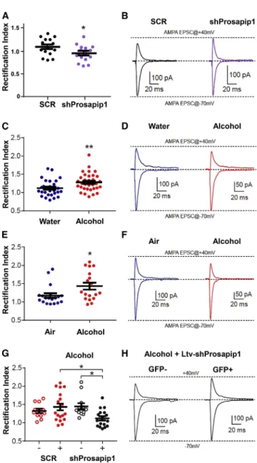Figure 5. Prosapip1 Is Required for Alcohol-Dependent Change in AMPAR Subunit Composition at Glutamate Synapses