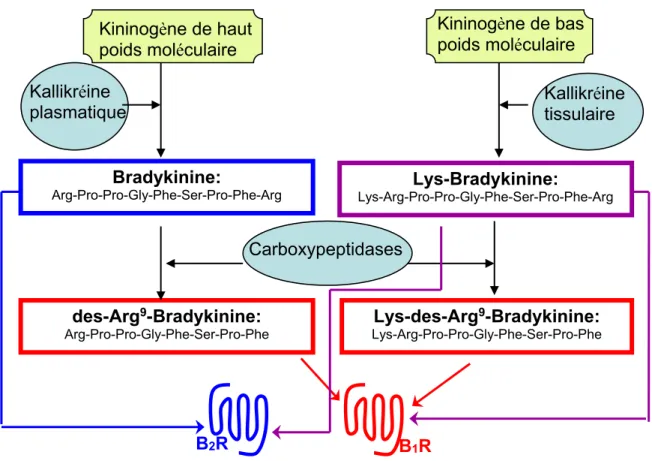 Figure 2. Le système kinine-kallikréine. 