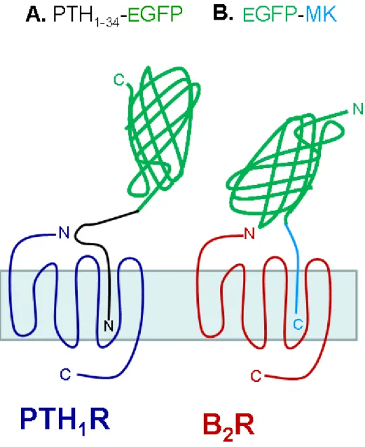 Figure 5. (A) Représentation schématique du récepteur PTH 1 R et de la protéine  de fusion PTH(1-34)-EGFP