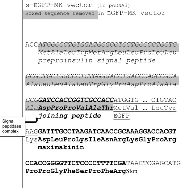 Figure 6. Séquence du vecteur codant pour les protéines de fusion s-EGFP-MK et  EGFP-MK
