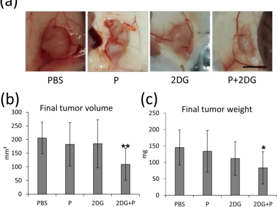 Figure 8.  Propranolol and 2DG together inhibit tumor growth in vivo. 2 × 10 6  PC3 cells were injected 