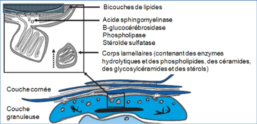 Figure  0.5.  Formation  des  bicouches  de  lipides  à  l'interface  couche  granuleuse  /  couche  cornée (adaptée de [8])