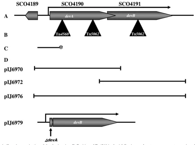 TABLE 1. Strains and plasmids used in this study