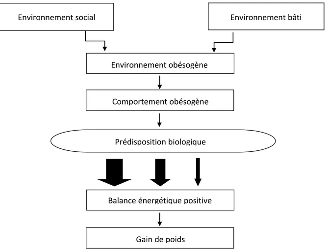 Figure  3. Modèle hiérarchique  des  déterminants  du  gain  de  poids.  Aperçu  de  la  relation  des différents  facteurs  intrinsèques  et  extrinsèques  qui  ont  un  effet  sur  les  fluctuations  du  poids  corporel