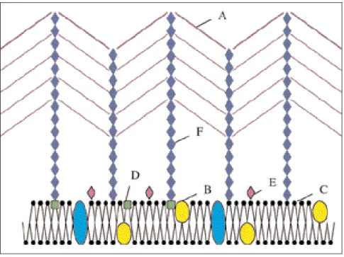 Figure 1: Bifidobacterium adolescentis;