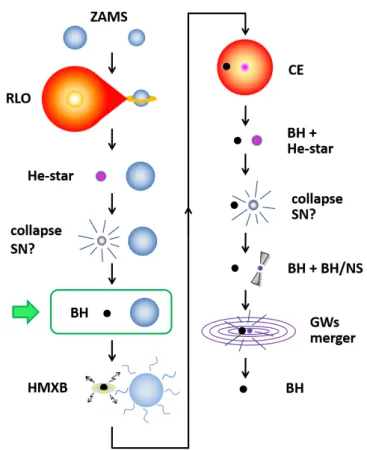 Fig. 1. Schematic evolutionary path for the formation of compact BH-NS systems. Acronyms used in this figure: ZAMS: zero-age main sequence; RLO: Roche-lobe overflow (mass transfer);  He-star: helium star (could be a Wolf-Rayet star, if su ffi ciently  mas-
