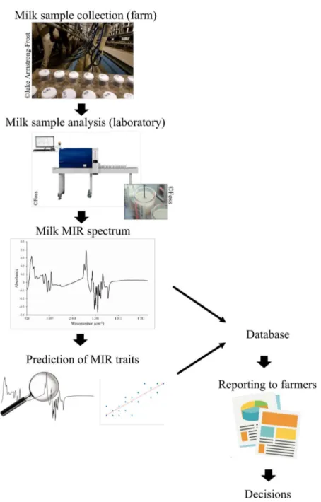 Figure 1-2. Pictorial summary of milk MIR analysis as part of milk recording. 