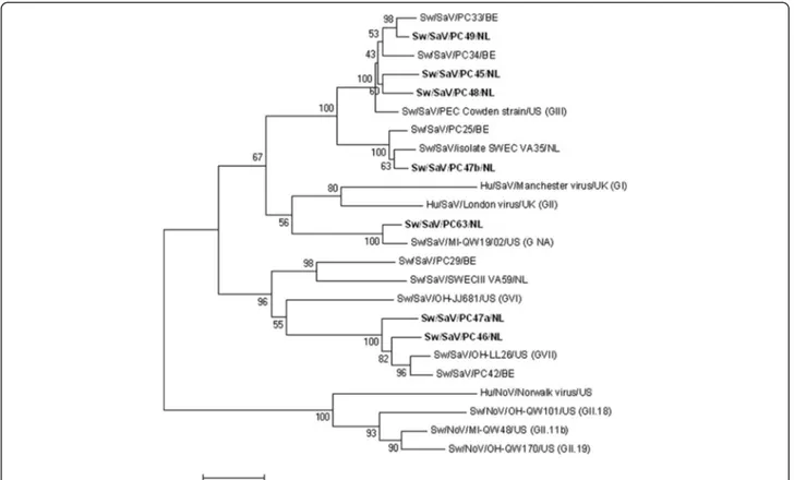 Figure 1 Neighbor-joining phylogenetic tree based on partial RNA dependent RNA polymerase coding region (267 nt) of porcine sapovirus strains identified in this study (in bold face), human and porcine sapovirus reference strains, the Norwalk virus (human n