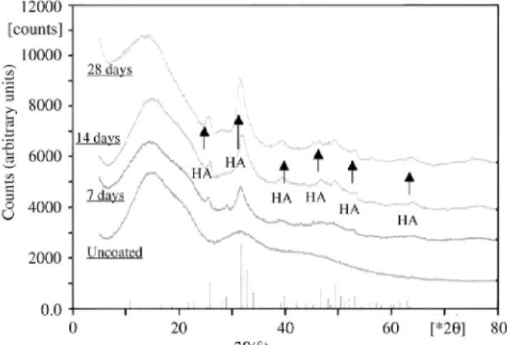 Fig. 8. XRD pattern of PDLLA foam/bioglass® composites after in vitro studies in SBF for 7, 14 and 28 days,  showing development of HA