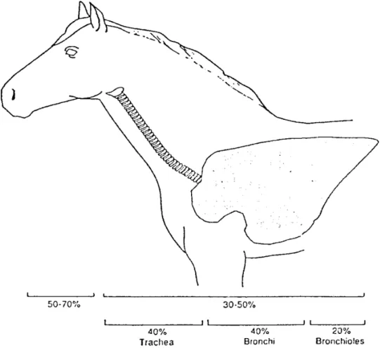 Figure 1 :  Répartition de la résistance pulmonaire totale chez le cheval en fonction des  segments respiratoires (D’après Robinson, Equine Anesthesia, 1991) Répartition de la résistance pulmonaire totale chez le cheval en fonction des 