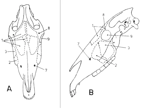 Figure 2 : Projection des sinus frontaux et maxillaires chez le cheval en vue frontale (A) et  latérale gauche (B) (D’après Colin B., 1980, Atlas d’anatomie)