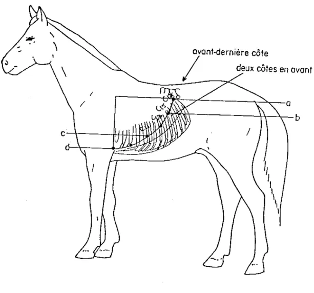 Figure 3 : Aire d’ausculation et de percussion pulmonaire chez le cheval.  Cette dernière a la  forme d’un triangle dont le côté antérieur est formé par le bord caudal des muscles  scapulo-huméraux, le côté supérieur par le bord inférieur des muscles  dors