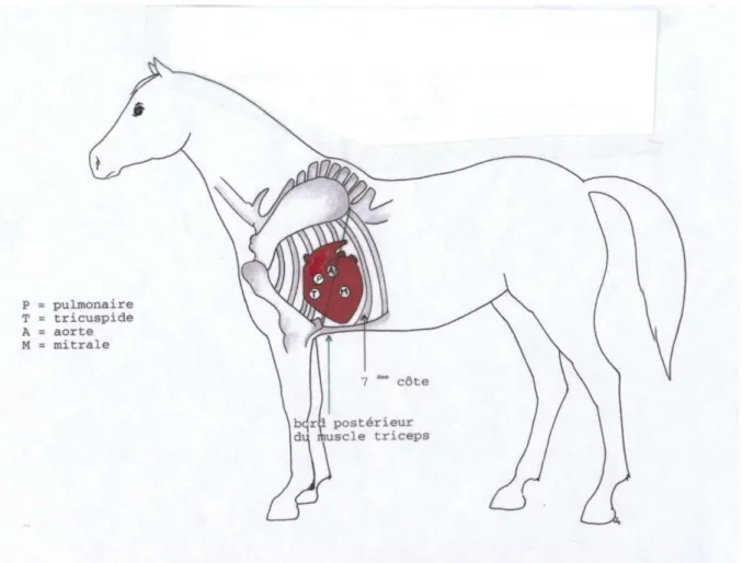 Figure  1 :  Représentation  schématique  de  la  zone  d’auscultation  des  valvules  mitrale  (M),  aortique (A), pulmonaire (P) et triscupide (T) chez le cheval 