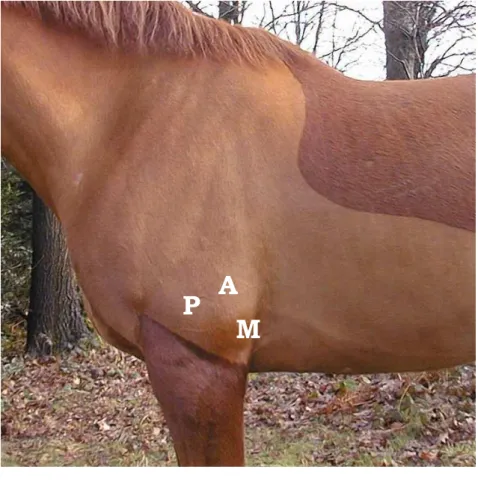 Figure  2 :  Zones  d’auscultation  des  valvules  mitrale  (M),  aortique  (A),  pulmonaire  (P)  et  triscupide (T) chez le cheval