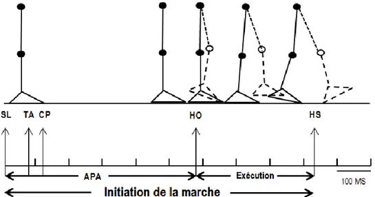 Figure 3: Les ajustements posturaux anticipatoires (APA) débutent par l’inhibition des  soléaires (SL) suivis de l’activation des tibiaux antérieurs (TA) et se terminent au  décollement du talon (HO)