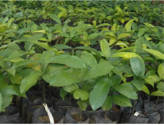 Fig. 5. Rooted cuttings (9 months old) of G. kola regenerated in non-mist poly-propagator and accli- accli-matized in shaded nursery.