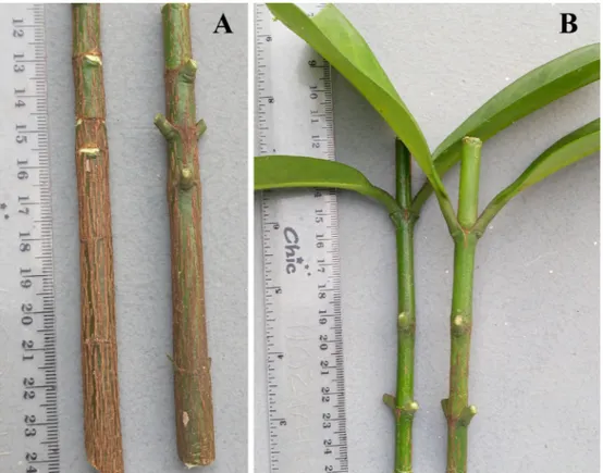 Fig. 1. Stem cuttings used for propagation: A = leafless semi-hardwood cuttings; B = leafy softwood  cuttings of G