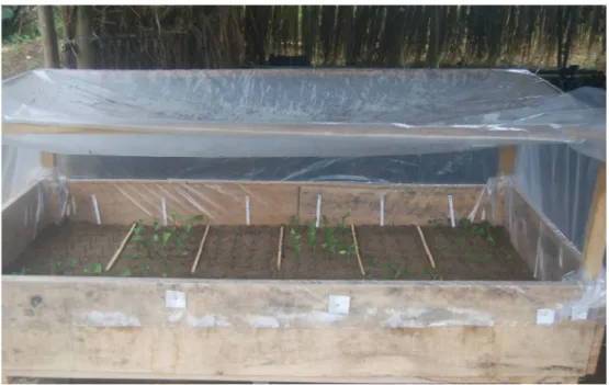 Fig. 3. Unrooted cuttings of G. kola in a modified non-mist poly-propagator.
