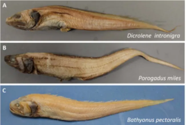 Fig. 1. Photographs of A. Dicrolene intronigra, B. Porogadus miles and C. Bathyonus pec- pec-toralis