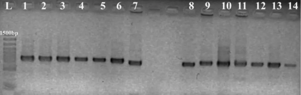 Fig. 1. PCR products. Ladder at the left (L), R. (Boophilus) microplus reference ticks in the columns 1–6,R