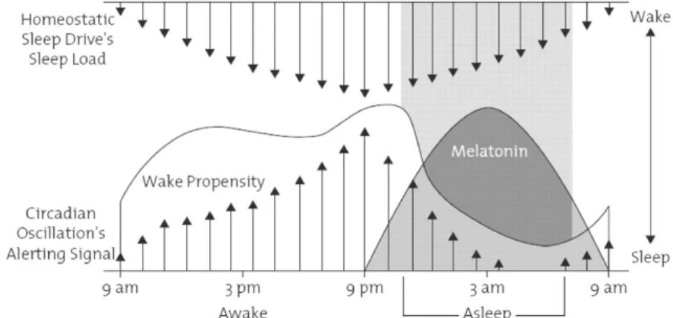 Figure 2.1 shows the interaction of the circadian process and the homeostatic process, together with the secretion of melatonin.