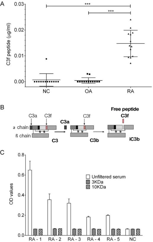 Fig 2. C3f in human serum samples. (A) Measurements of C3f in μg/ml in serum samples from OA patients (n = 13), RA patients (n = 13) and NC (n = 13)