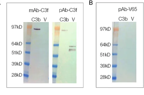 Fig 3. Western blot of C3f and V65. (A) Reactivity of monoclonal and polyclonal antibodies anti-C3f (mAb- (mAb-C3f and pAb-(mAb-C3f respectively) to C3b (Complement C3b) and human vitronectin protein (V) on western blots.