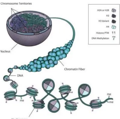 Figure 1 - Cell organizational network of chromatin structure.  