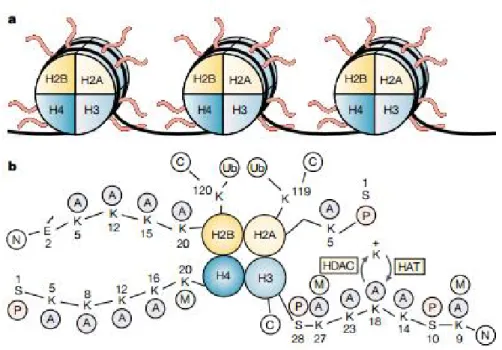 Figure 2 - Schematic of the structure of histones in nucleosomes.  