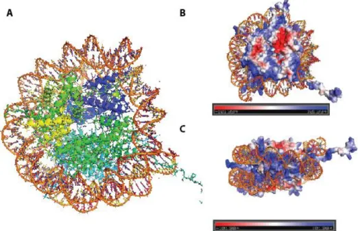 Figure 3 - X-ray crystal structure of the nucleosome core particle of chromatin.  