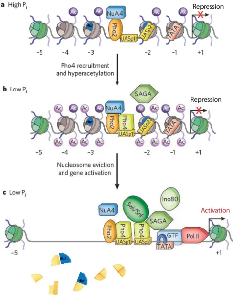 Figure 6 - Model of NuA4 involvement in PHO5 transcription regulation.  