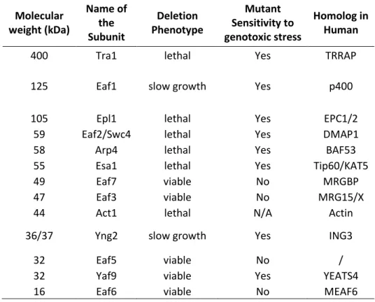 Table 2 - List of NuA4 Subunits  Molecular  weight (kDa)  Name of the  Subunit  Deletion  Phenotype  Mutant  Sensitivity to  genotoxic stress  Homolog in Human 