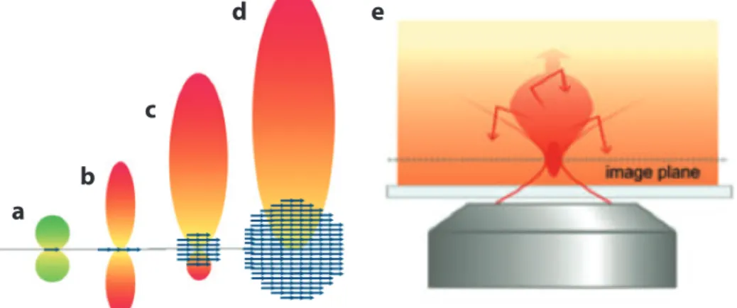 Figure 1.4 – CARS radiation pattern as a function of scatterer size. a) A single oscillating dipole generates equal signal in both forward and epi-direction