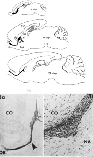 Figure 1.1: First discovery of a rostral migratory stream in the adult-brain.  