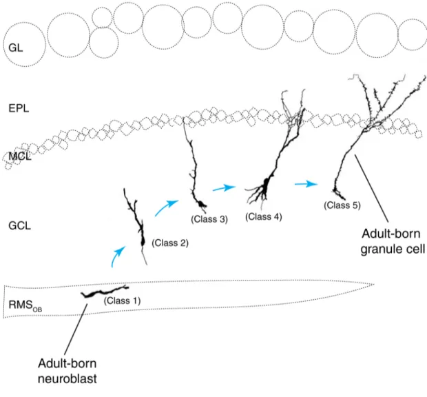 Figure 1.6: Illutrastion of the morphogenesis of adult-born granule cells in the olfactory  bulb