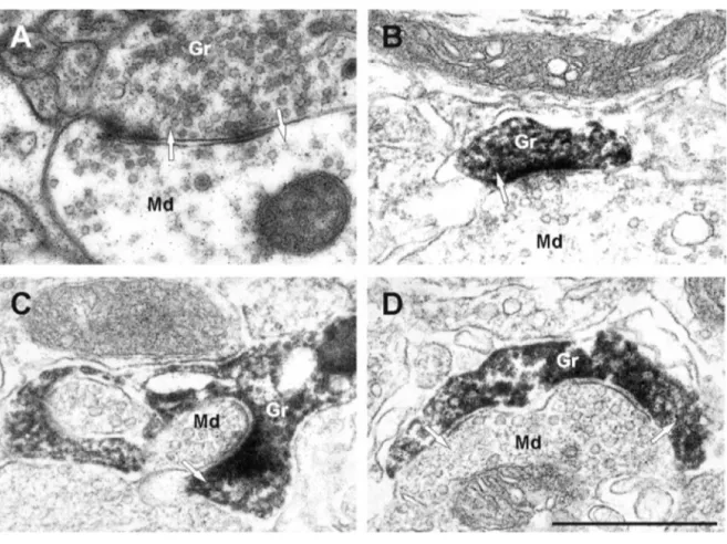 Figure 1.7: Electron micrographs of synapses in the EPL.  