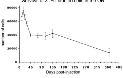 Figure  1.10:  Labeled  cells  in  the  GCL  of  the  olfactory  bulb  at  different survival points after [3H]thymidine injection