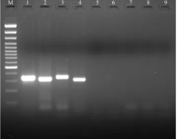 Fig. 1 Agarose gel electrophoretic analysis of reverse transcription polymerase chain reaction (RT-PCR) products ampliﬁed from total RNA preparations of viroid-infected tissues