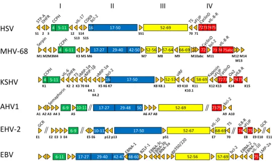 Figure 6: A comparison of the genomic organization of some fully sequenced gammaherpesviruses.