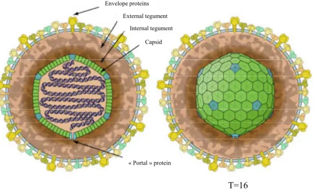 Figure 1. Morphology of herpesviruses. The viral particle is made of a capsid containig the viral genome, an intermediate proteic layer named tegument and a viral envelope with glycoproteins