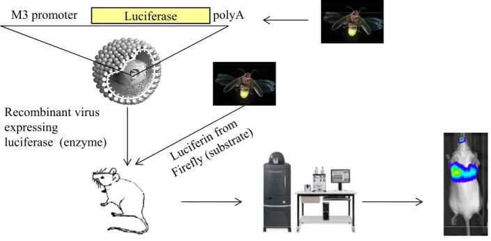 Figure 8: In vivo imaging principle (IVIS, In vivo imaging system). A recombinant virus expressing luciferase from Photinus pyralis under the control of the promoter of a gene associated with the replicative cycle is used to infect animals