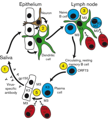 Figure 9: A schematic view of the gammaherpesvirus life cycle for MuHV-4. T cells are shown in red, B cells in blue, epithelial cells in white, neuronal cells are brown and relevant others are in green