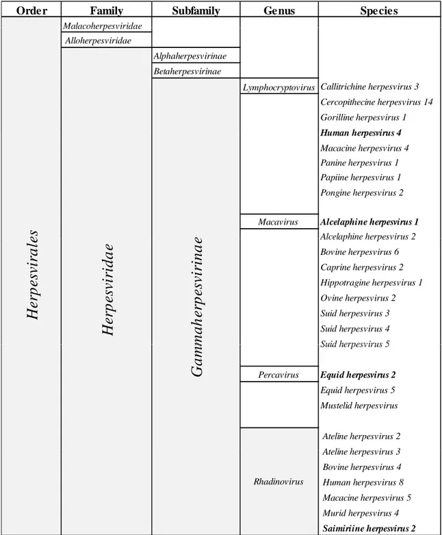 Table 1: Nomenclature and classification of gammaherpesviruses. Murid herpesvirus-4 classification is mentioned by grey areas and type-species are indicated in bold