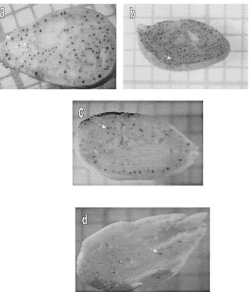 Fig. 2. Distribution of gossypol glands on the seed sections. (a) G. hirsutum, (b) G. raimondii, (c) seed BC 3 , and (d) seed BC 2 S 1 